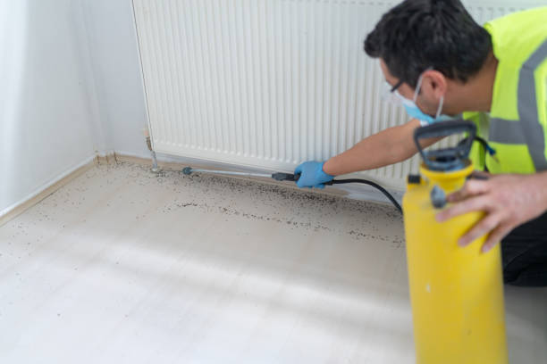 Best Wasp Removal Services  in Waverly, NE